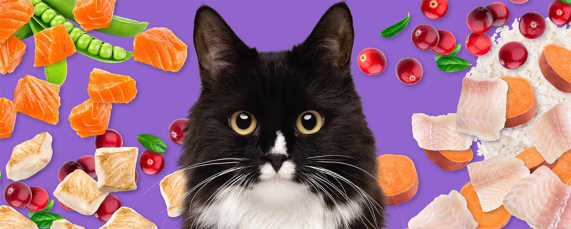 Halo Holistic Cat Food