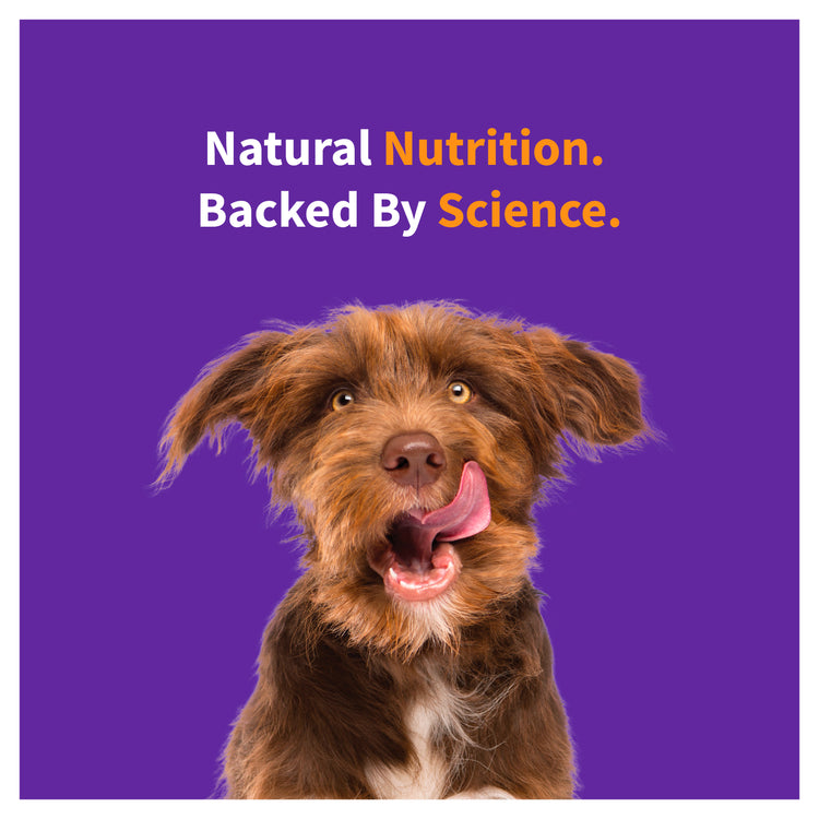 Elevate Healthy Grains Chicken Recipe Dry Puppy Food