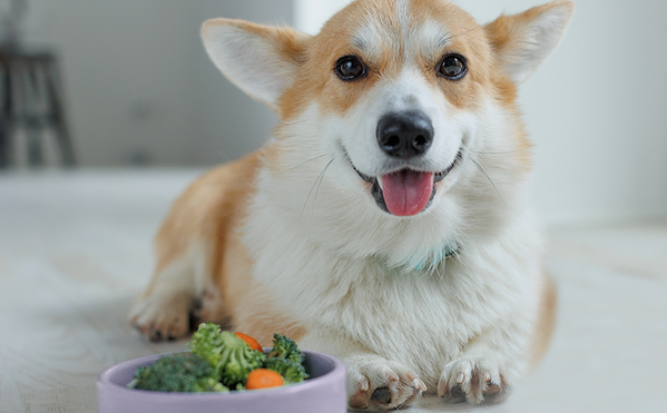 Vegan Dog Food: What to Know About the Plant-Based Diet