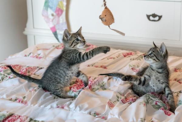 DHA for Kittens: What It Is & Why It Matters