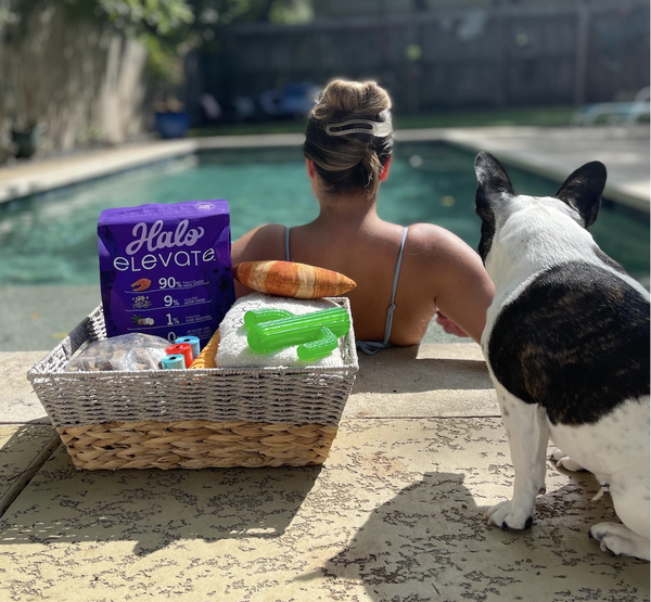 5 Summer Bucket List Ideas for Dogs