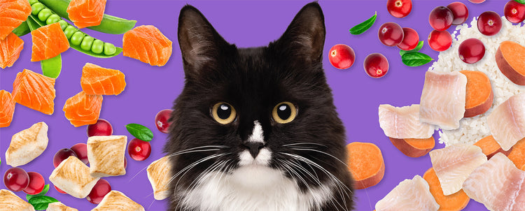 Halo Holistic Cat Food