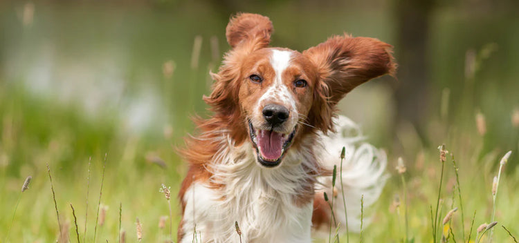 Elevate Special Offer