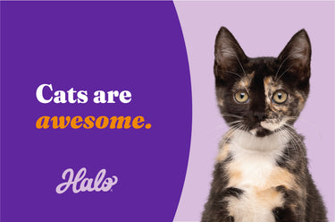 Halo, Purely For Pets